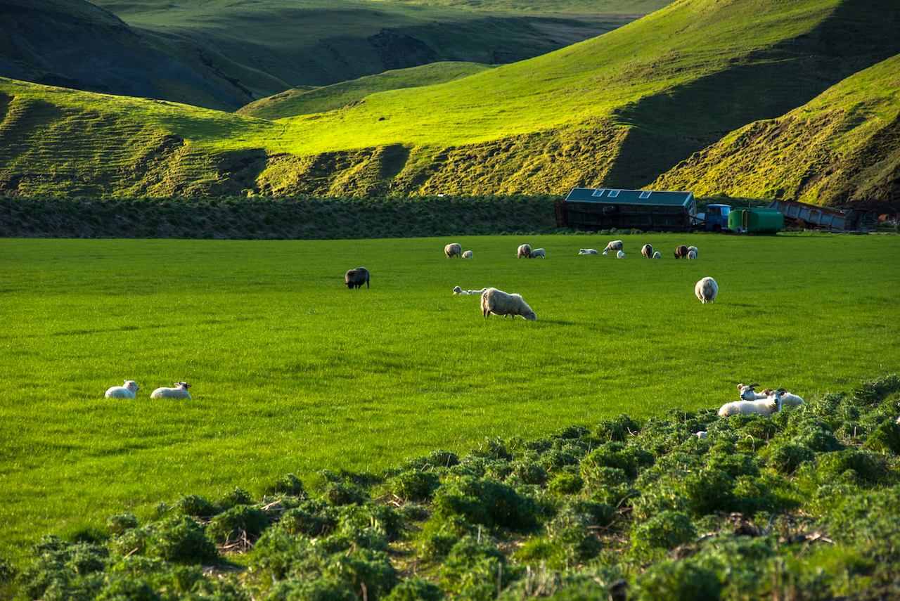 Best of New Zealand