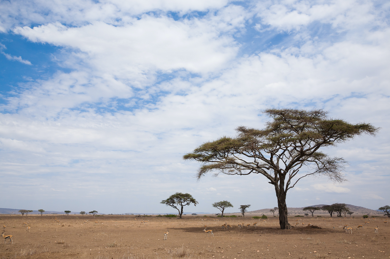 Tanzania safari and beach combo